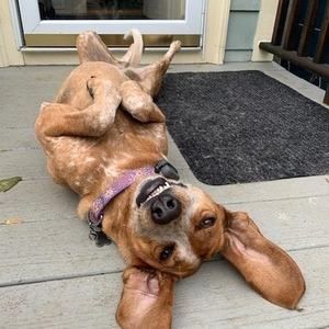 Meet your Posher, Alison